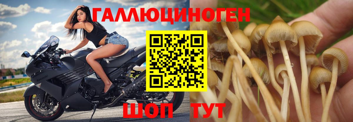 Псилоцибиновые грибы Cubensis  Псилоцибиновые грибы MAGIC MUSHROOMS  Вход с VPN  Холмск 